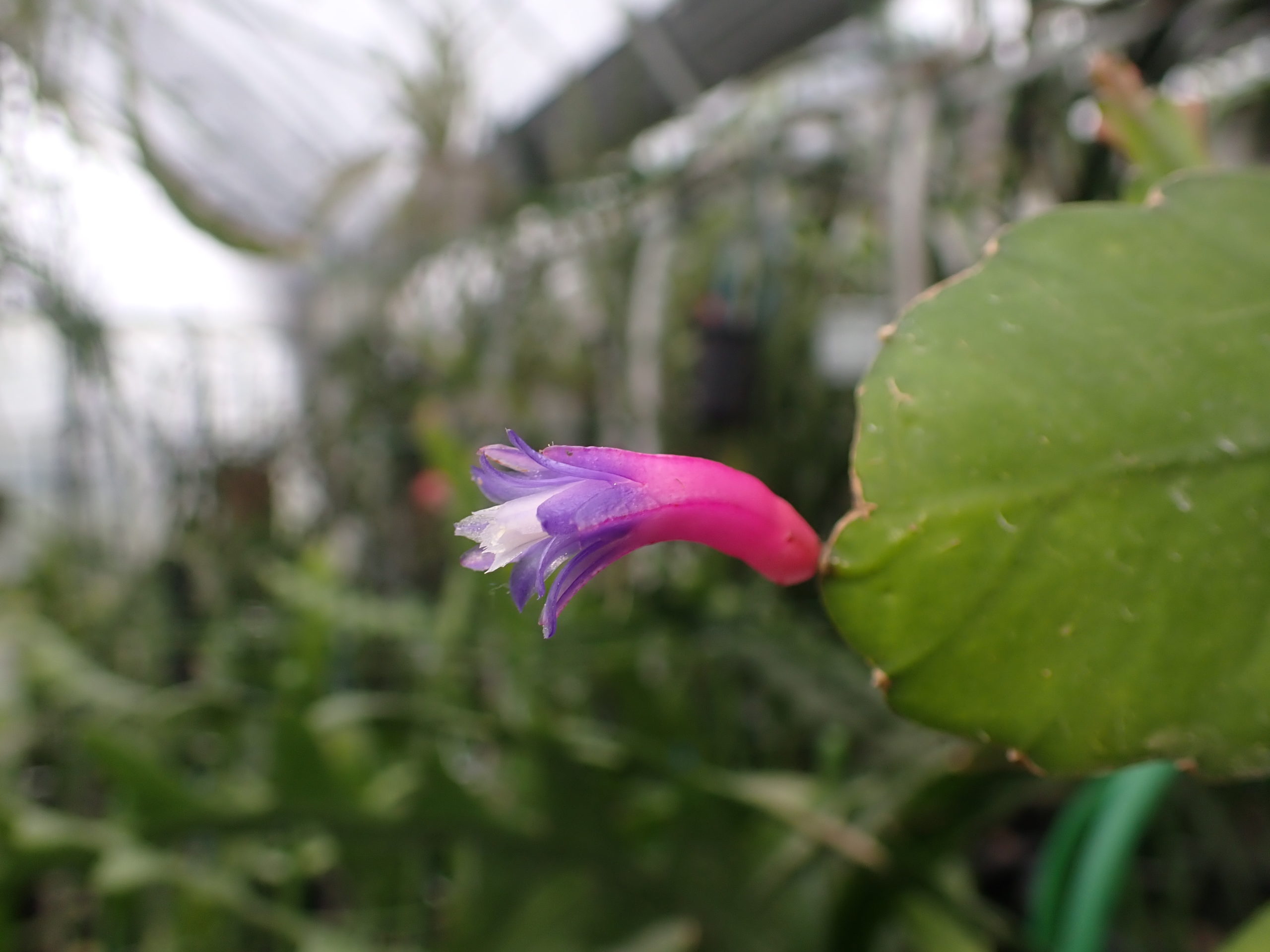 青花の開花