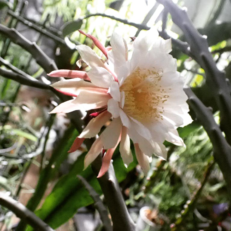 やっと花を観れたPeniocereus maculatus