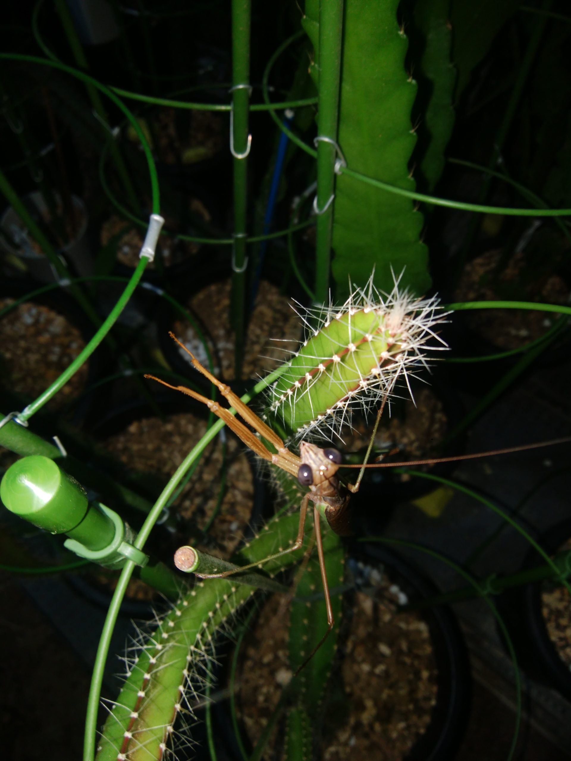 Strophocactus