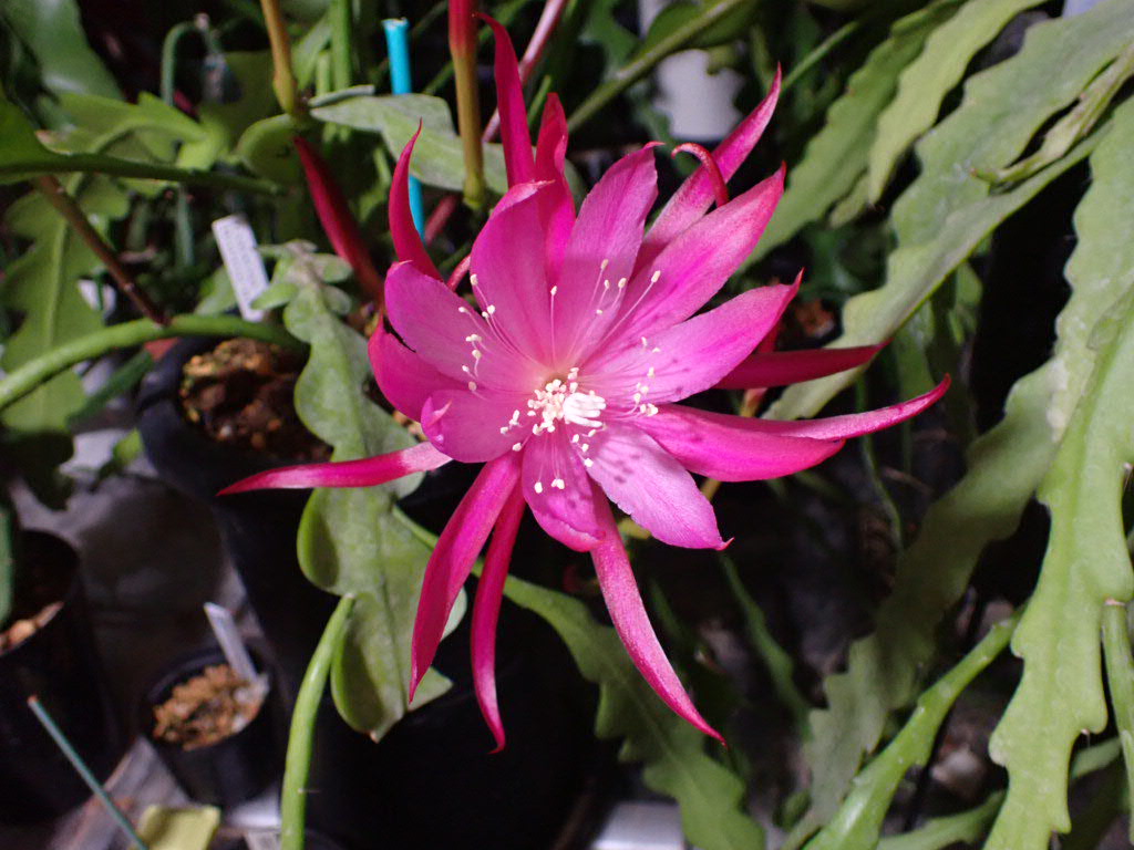 Epiphyllum hybrid ‘KODE‐ONE’ ( ◜‿◝ )❤