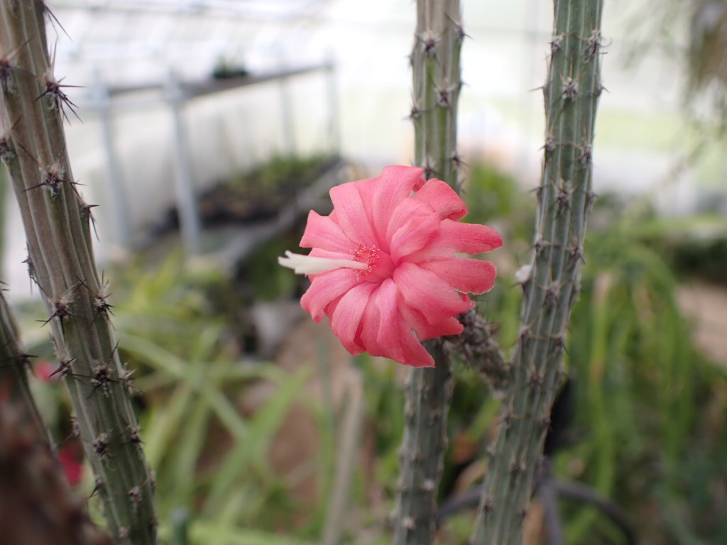 白眉塔、初開花