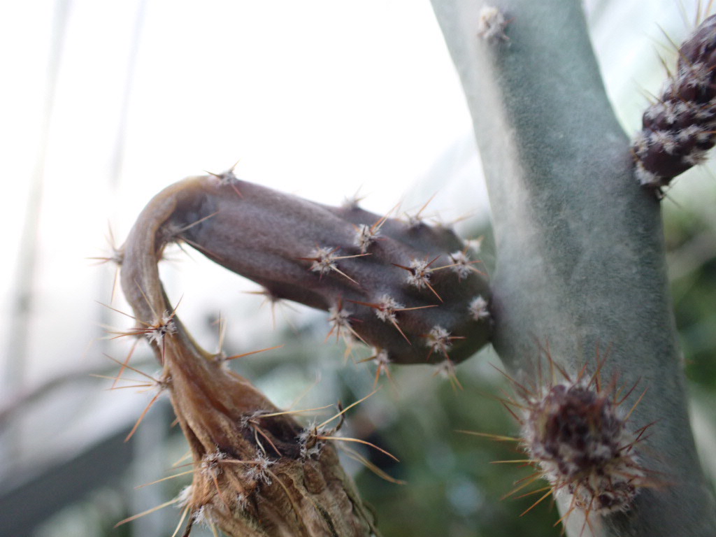 Peniocereus maculatus の初結実