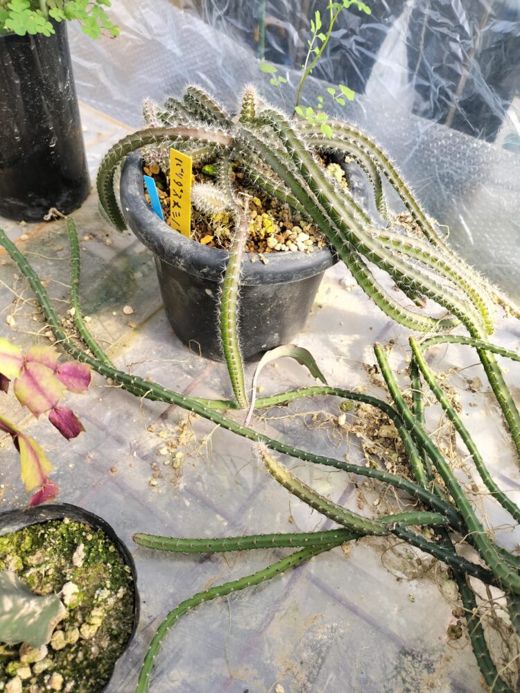 斑入りシャコバサボテン 確認用 - 植物/観葉植物