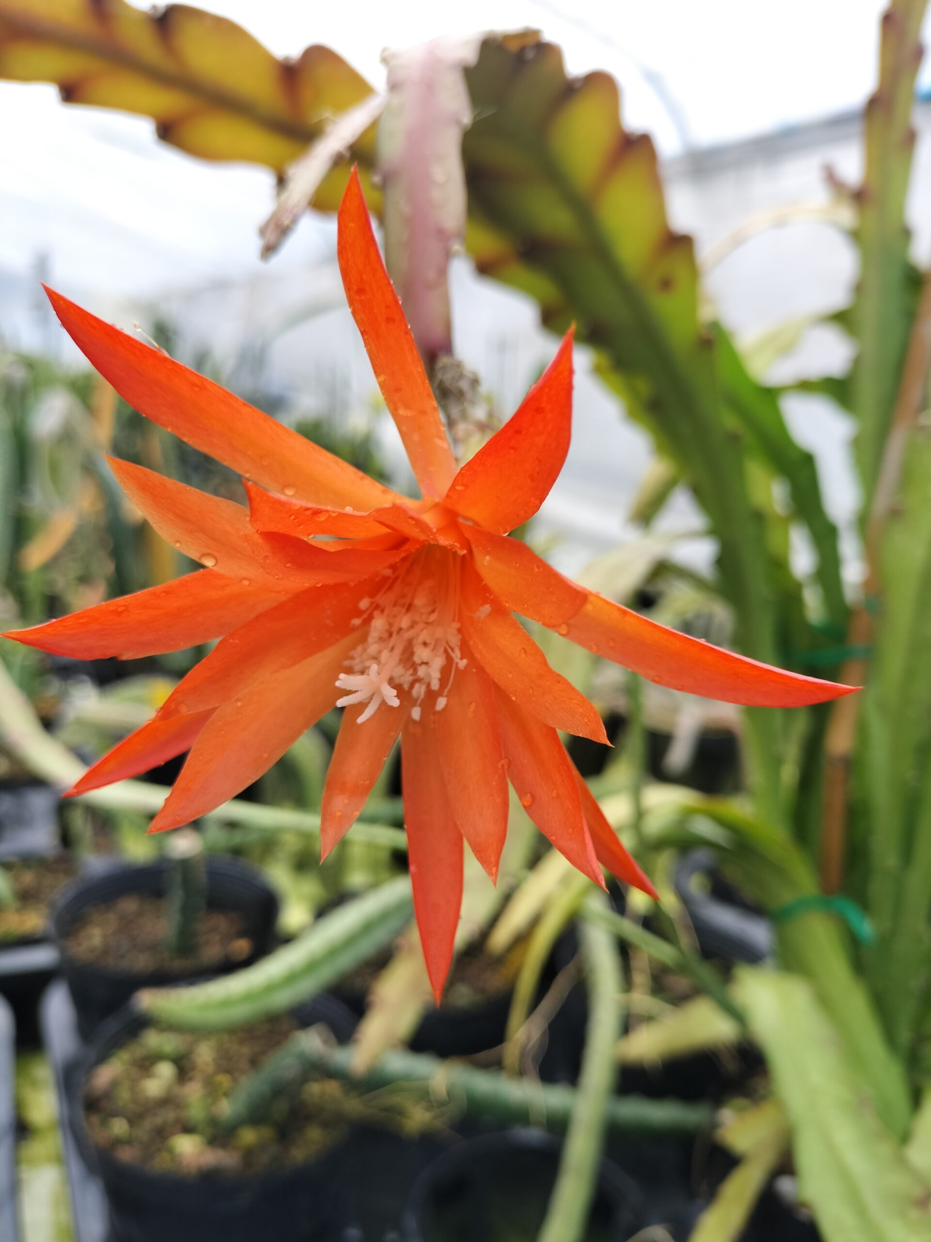 秋冬咲きまた咲いたので、シャコカニの花粉擦りつけた