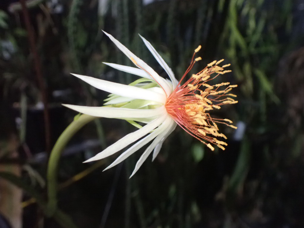 やっと開花を見れたEpiphyllum phyllanthus subs. rubrocoronatum